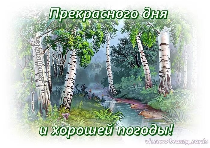 Доброго утра березы