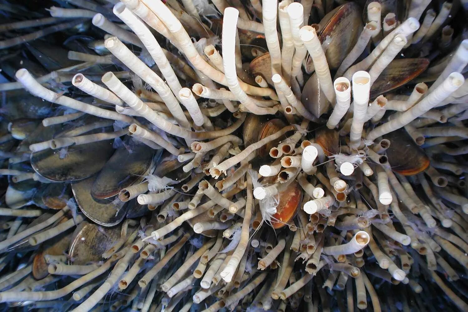 Черви в водорослях. Морские трубчатые черви Lamellibrachia. Riftia Pachyptila. Корабельный червь Тередо. Корабельный червь моллюск.