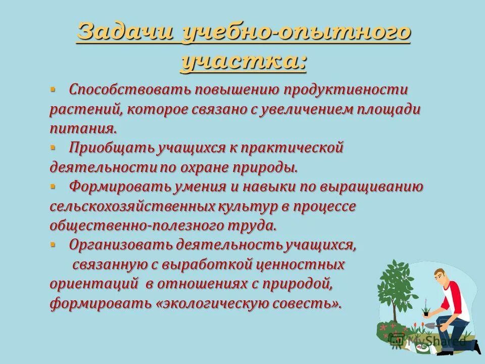 кущение кукурузы. растениеводство. растения. плодородная почва. производство биогербицидов.