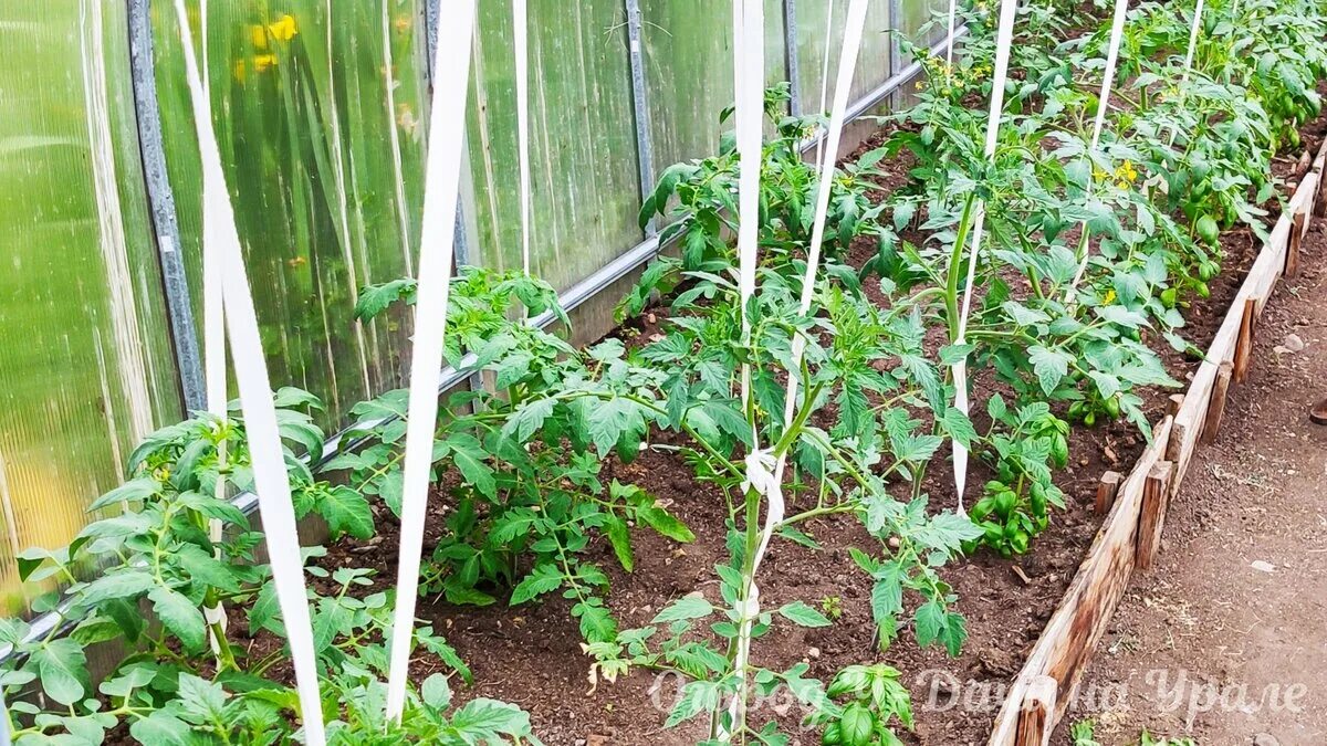 Сколько кустов томатов можно посадить. Помидоры в теплице. Парник для помидоров. Помидоры в открытом грунте без парника. Посадка помидор в теплицу.