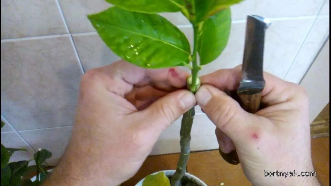 Как привить лимон. Лимон прививка окулировка. привой мандаринового дерева. окулировка помело. черенкование лимонное дерево.