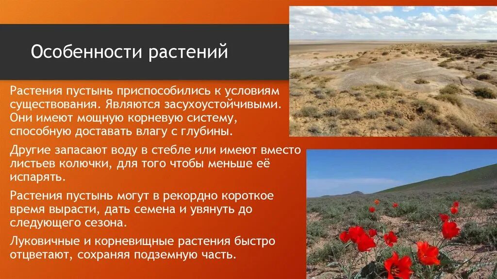 Растительность пустынь и полупустынь в России. Растения пустыни и полупустыни в России. Характерные растения в пустыне. Рамения путыньи полупустныь России.