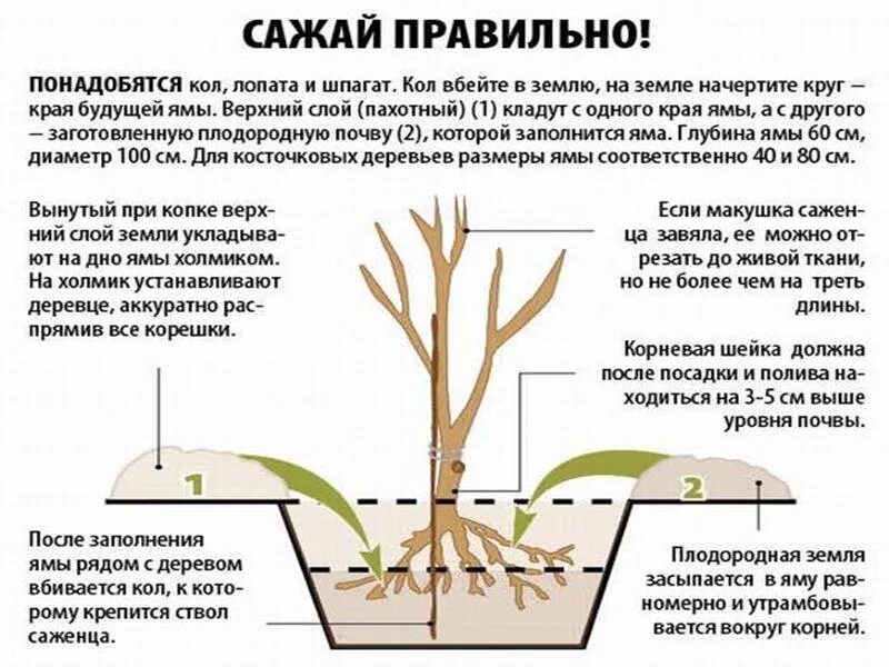 Как посадить вишню