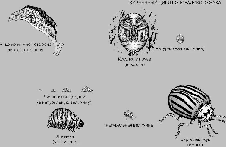 Какое развитие у жуков. Цикл развития колорадского жука. Жизненный цикл колорадского жука схема. Строение колорадского жука схема. Колорадский Жук схема развития.