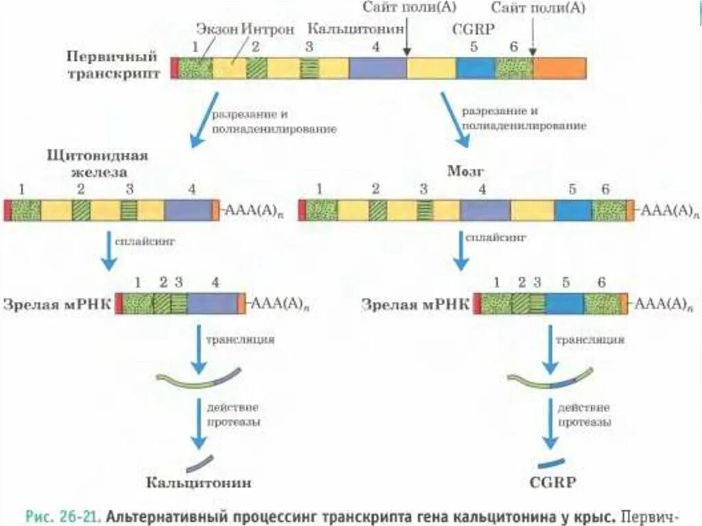 Схема альтернативного сплайсинга МРНК кальцитонина. Процессинг МРНК схема. Альтернативный сплайсинг РНК схема. Интроны экзоны сплайсинг. Последовательность этапов процессинга