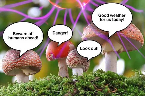 New research suggests that mushrooms can actually "talk" to each ...