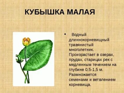 Кубышка банк