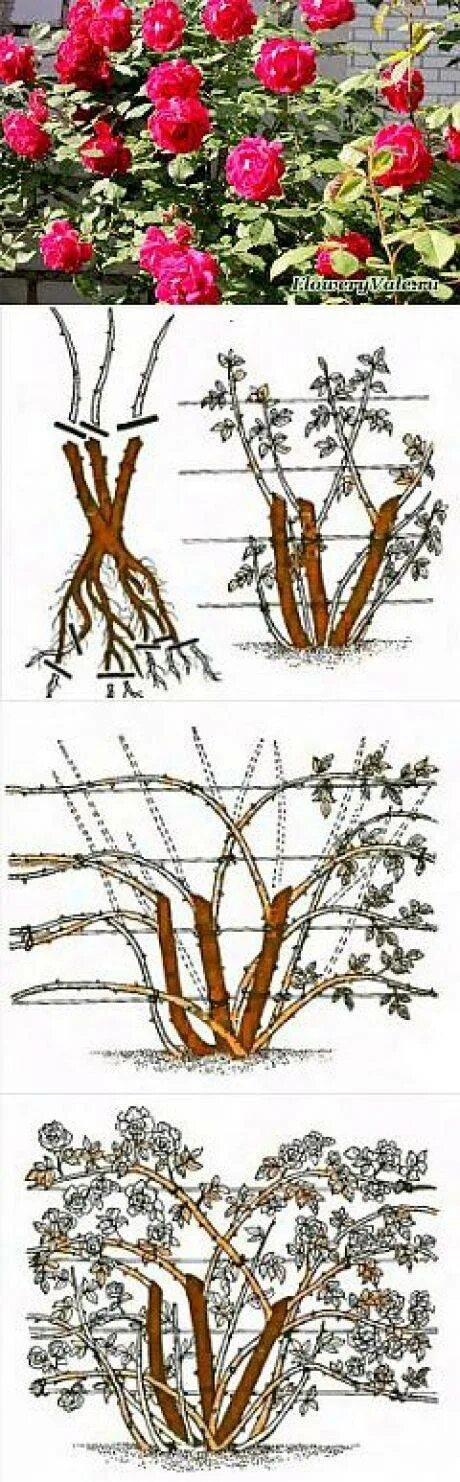 Как ухаживать за плетистой розой. Формировка плетистой розы. Формировка куста плетистой розы.