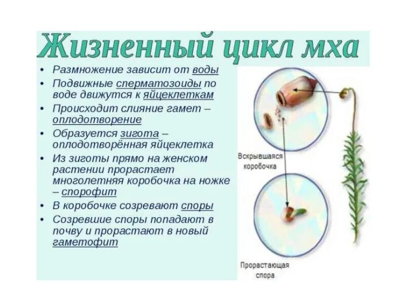 Зеленый мох кукушкин лен размножение. Размножение моховидных растений. Стадии жизненного цикла кукушкиного льна начиная с оплодотворения. Жизненный цикл мха Кукушкин лен 6 класс. Размножение листостебельных мхов.