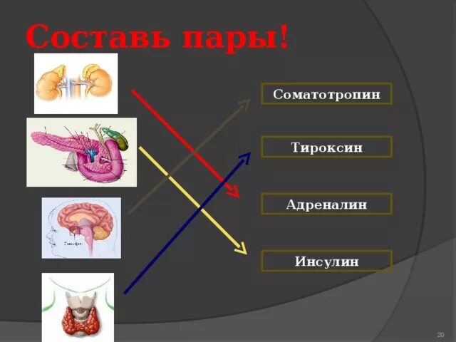 Инсулин соматотропин тироксин. Тироксин инсулин адреналин. Тироксин и глюкагон. Инсулин и соматотропин взаимосвязь. Адреналин и инсулин характеристики