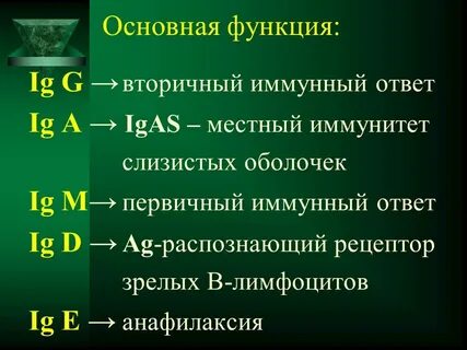 При первичном иммунном ответе вырабатываются