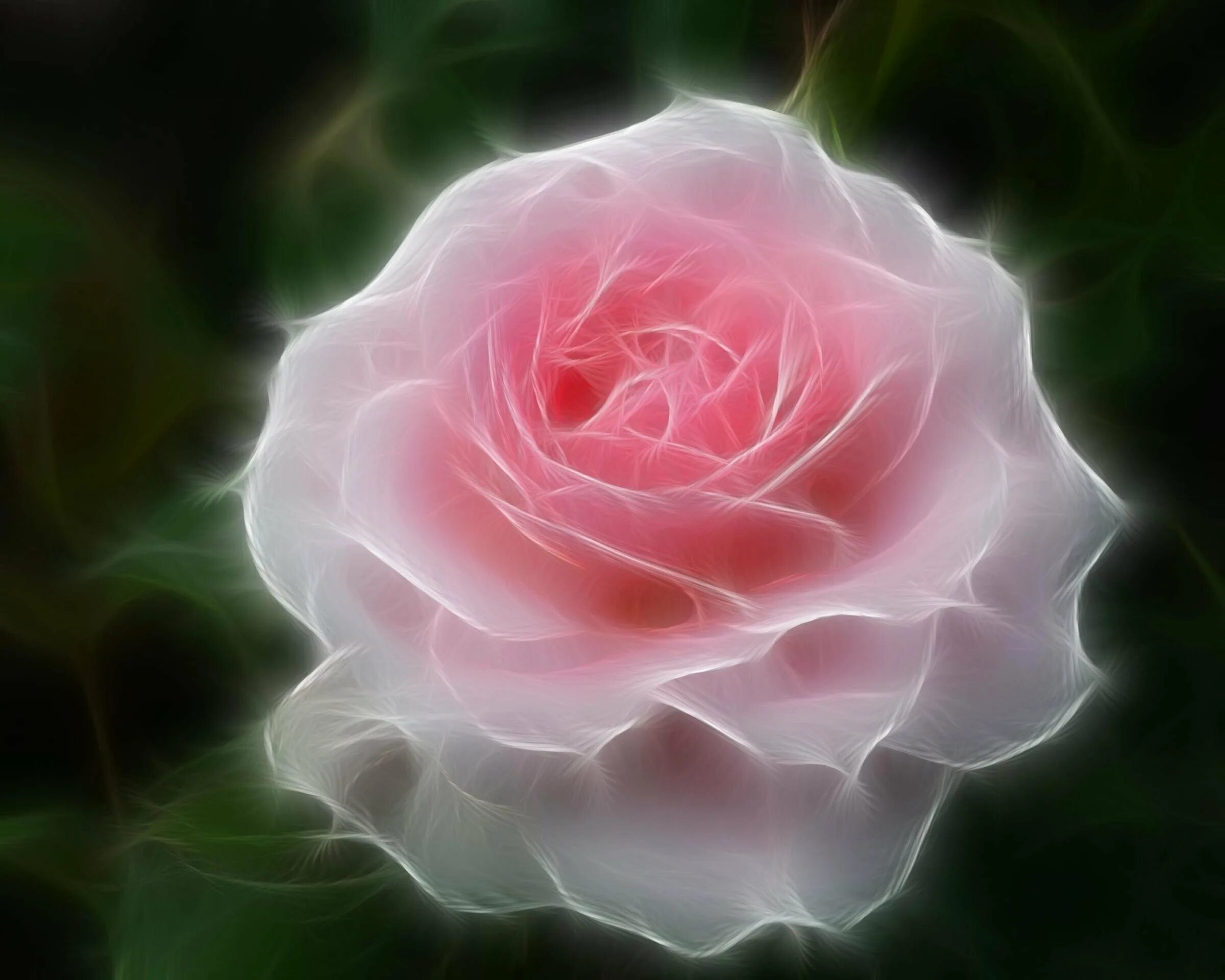 Розы. Красивые розы. Пышные розы. Rose is beautiful
