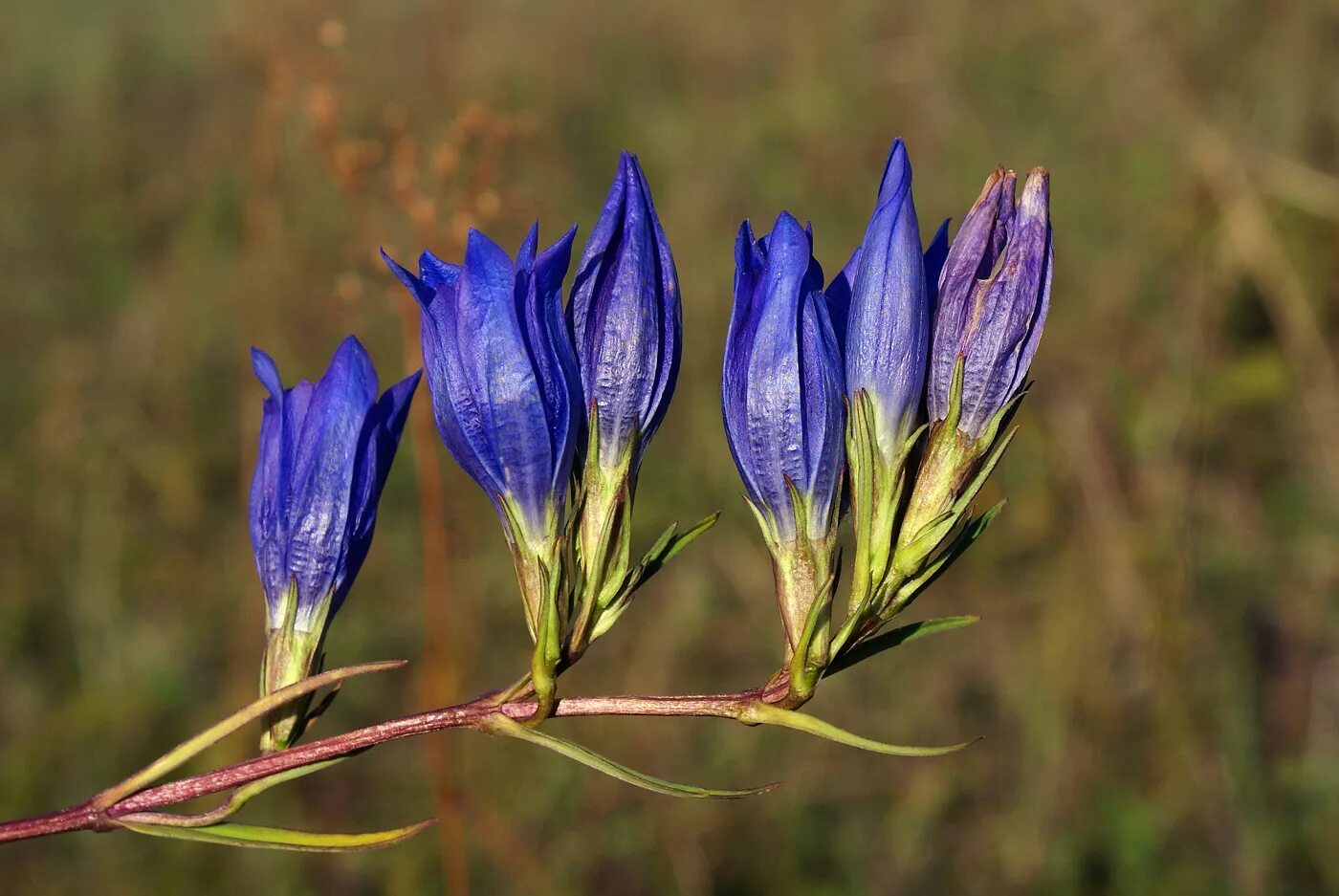 Горечавковые. Горечавка легочная Gentiana pneumonanthe. Горечавка Альпийская. Горечавка трехцветковая. Горечавка трехцветковая (Gentiana triflora).