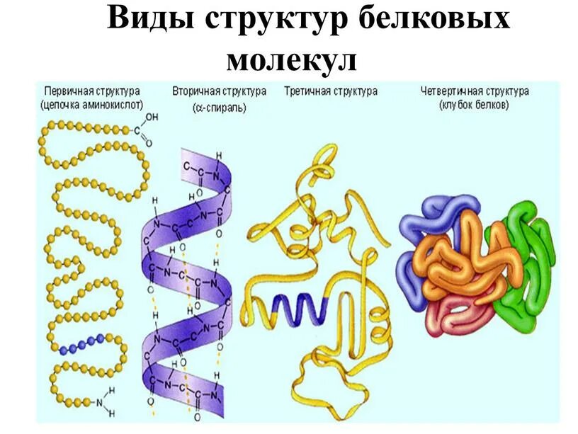 Два типа белков. Уровни организации белковой молекулы рисунок. структуры белка первичная вторичная третичная четвертичная. четвертичная структура белка глобула. белки первичная структура вторичная третичная.