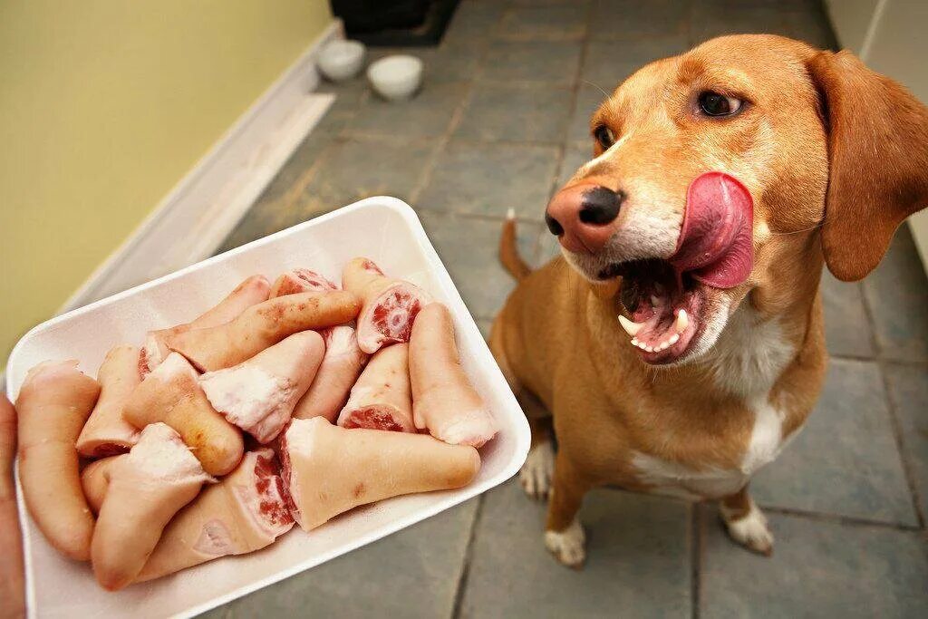 Дайте собакам мяса. Собачьи вкусняшки.