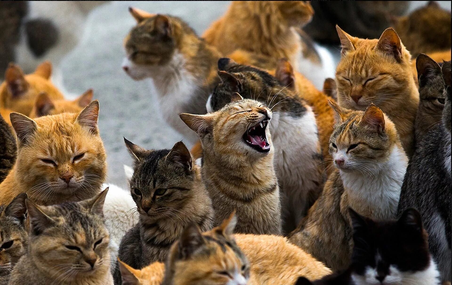 Какой котиков какой мир. Тасиро остров кошек. Какой котиков какой мир. Статистика пород кошек. Остров аошима кошачий рай.