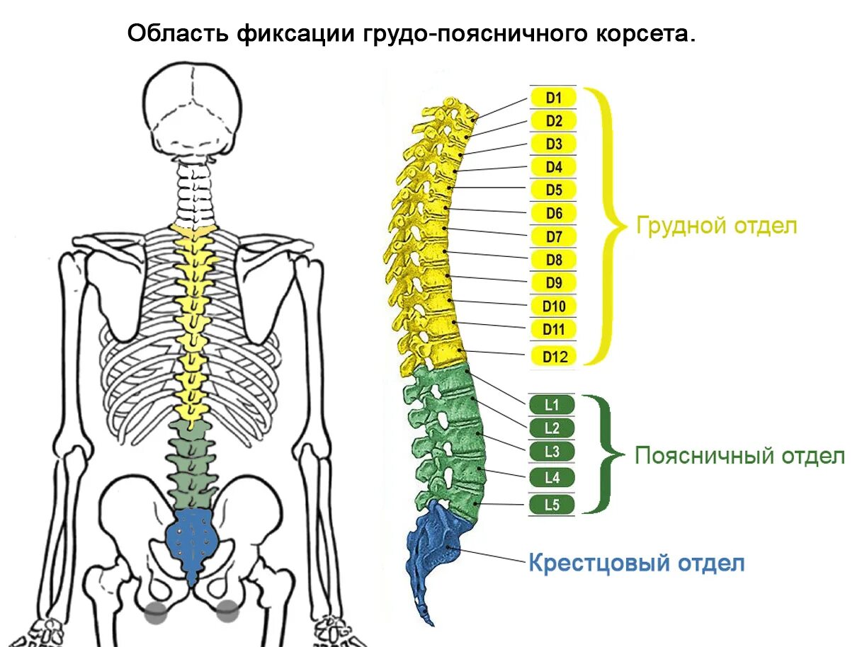 Буквы поясница. Пояснично-крестцовый отдел позвоночника. Пояснично-крестцовый отдел позвоночника строение. Позвонки пояснично крестцового отдела. Пояснично кресц отдел позвоночника.