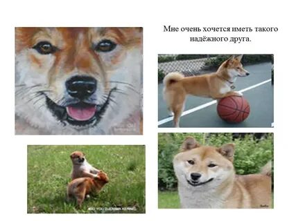 Мой питомец проект 1 класс окружающий мир