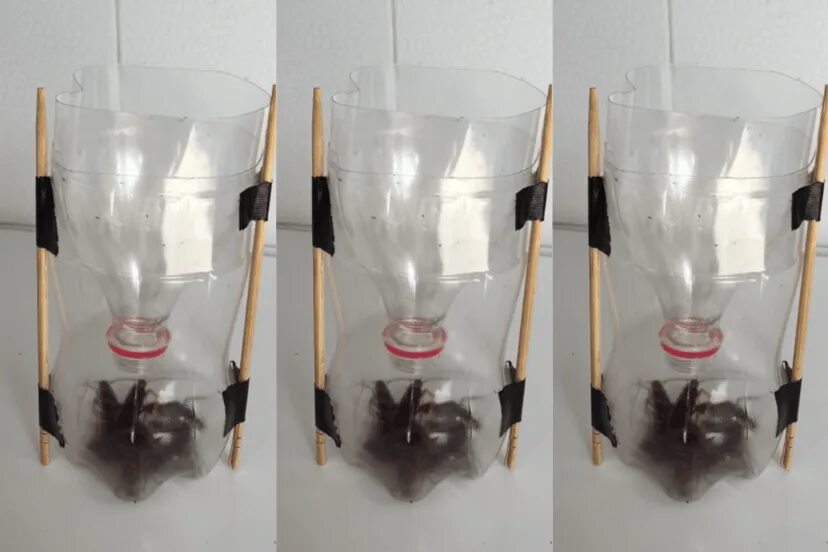 Rutgers Study Reveals Residents' Attitudes and Home Sanitation Predict Presence 