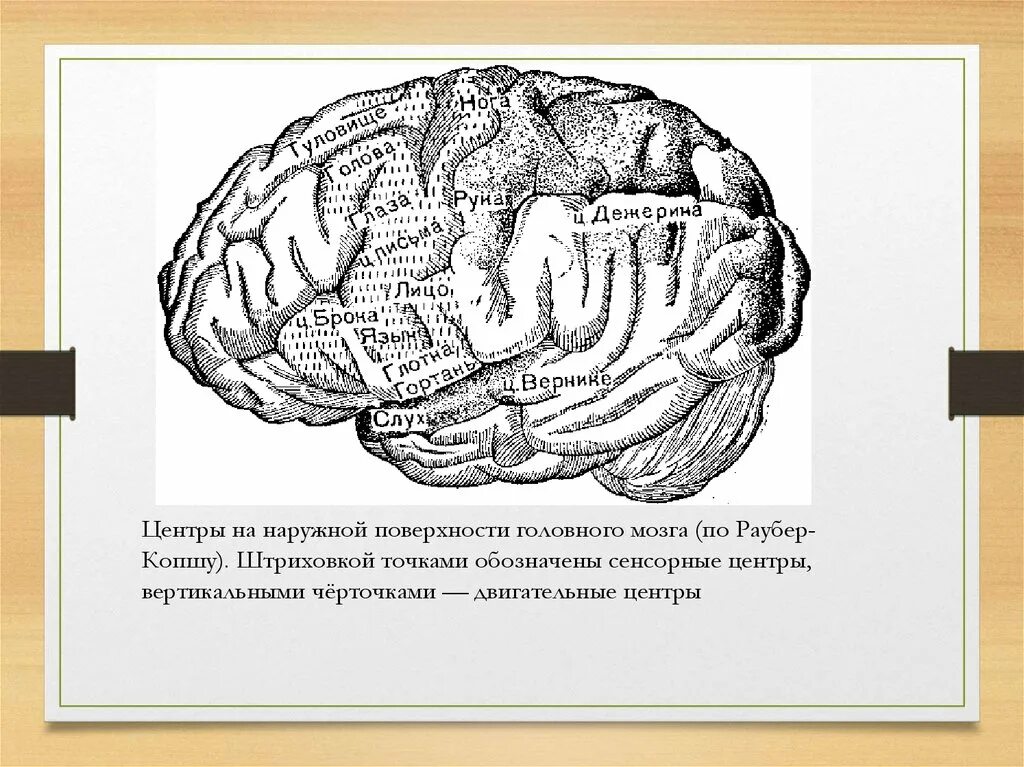 Наружная поверхность головного мозга. Центр Дежерина. Зона Дежерина. Центр Дежерина функции. Складчатая поверхность головного мозга