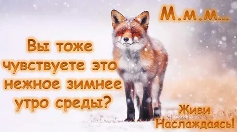 Предложение со средой