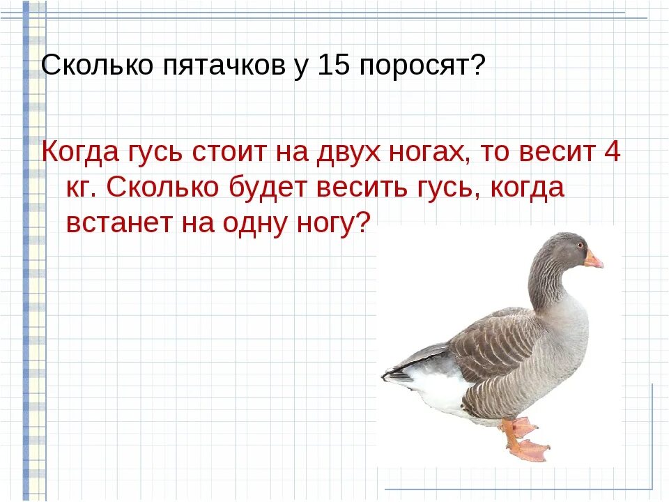 Гусь весит. Гусь стоит на одной ноге. Гусь сколько весит весит. Сколько весит Гусь на одной ноге. Сколько лет утке