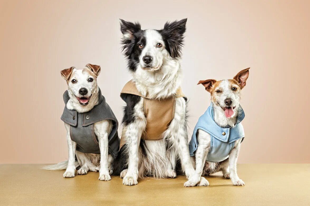 Pet characters. Perros контраст. Pet Photography Studio. Manufactured and distributed by Michael perros.