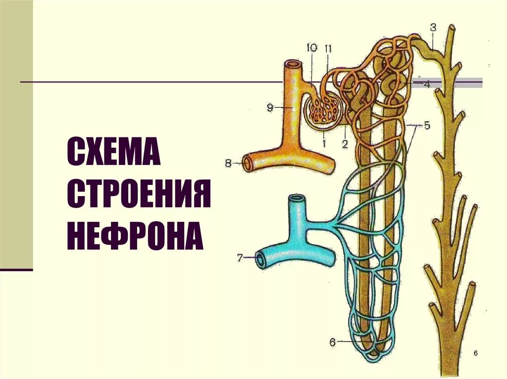 Схема строения нефрона. Строение нефрона анатомия. Схема строения нефрона анатомия. Строение нефрона 8 класс биология. Каково строение и работа нефрона