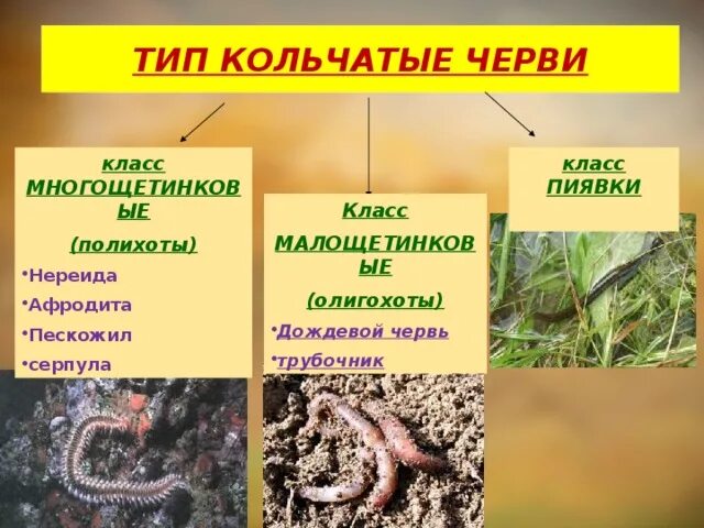 Биология 7 класс типы кольчатых червей. Кольчатые черви представители 7 класс биология. Представители кольчатых червей червей. Классы кольчатые черви 7 класс.