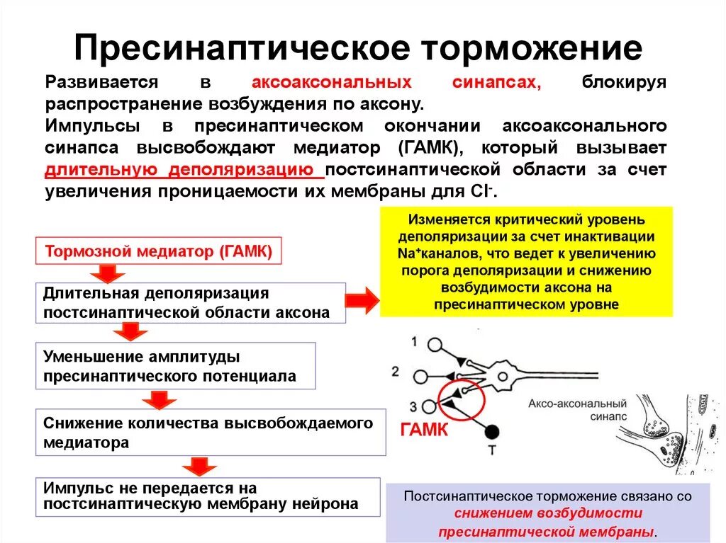 Возбуждения сильного действия. Пресинаптическое и постсинаптическое торможение физиология. Схема пресинаптического и постсинаптического торможения. Отдел ЦНС пресинаптического торможения. Механизм пресинаптического торможения.