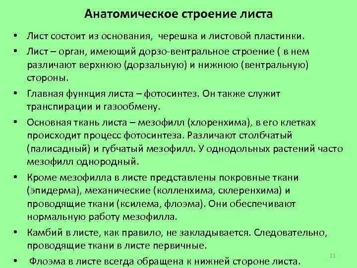 Анатомическая структура листовой пластинки. Анатомическое строение листа с описанием. Лист состоит из основания черешка и листовой пластины. Дорзальная сторона листа.