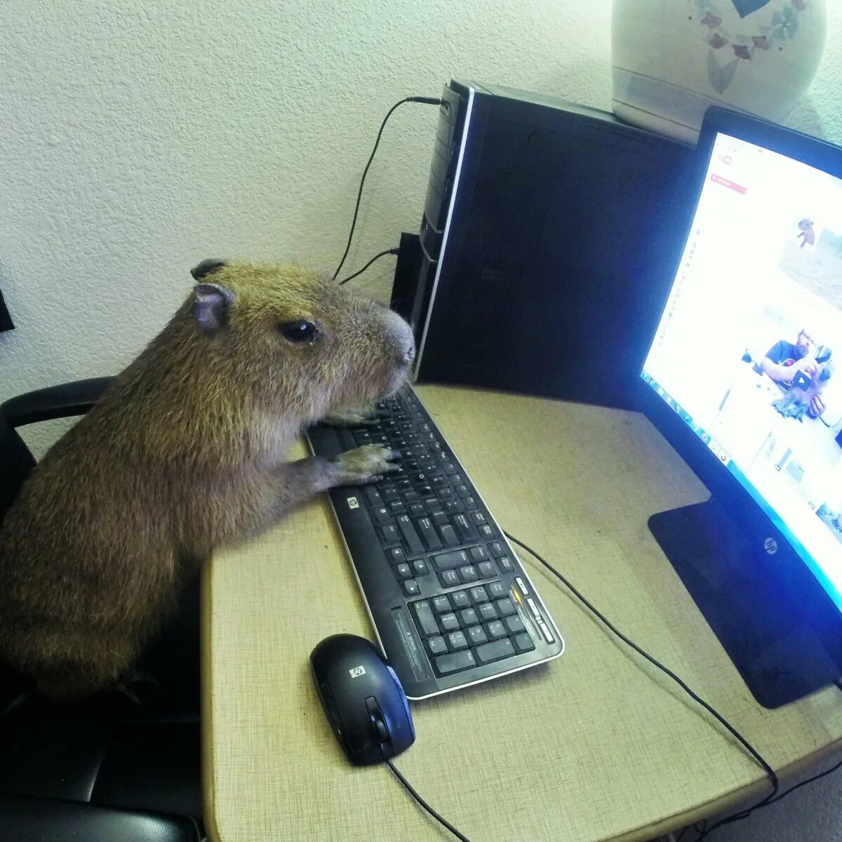 Капибара и крыса. Компьютерный хомяк. Хомяк за компьютером. Смешная мышь. Хомяк компьютерный