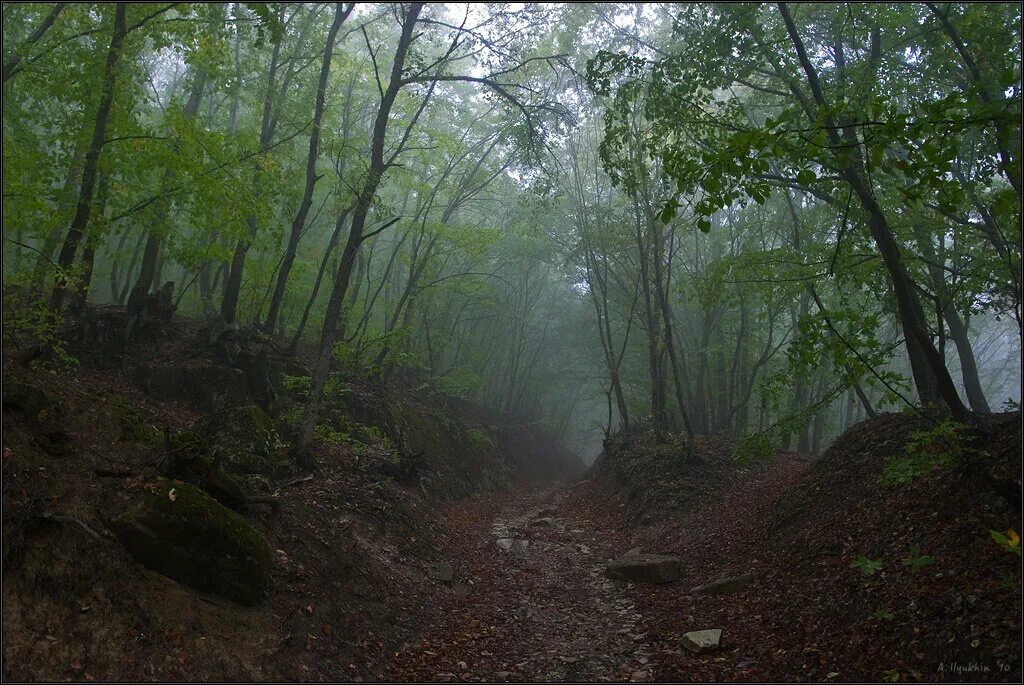 Старокрымский лес. Крым природа Старокрымский лес. Агармышский лес. Тульский лес глушь. Хранилище времени затерянная глушь