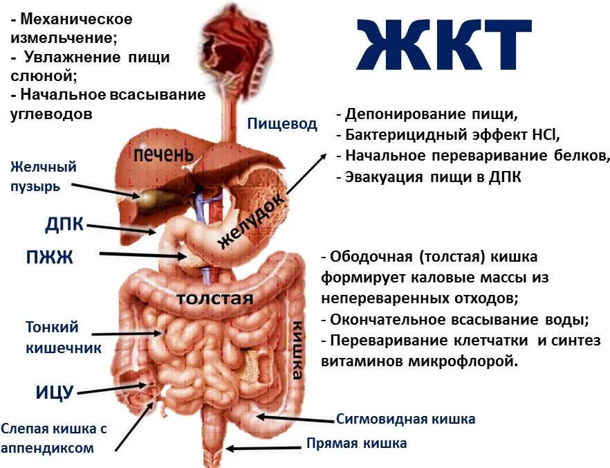 Проблемы с кишечником у ребенка. Схема желудочно-кишечного тракта. Органы желудочно-кишечного тракта схема. Система ЖКТ человека схема. Пищеварительный тракт человека.