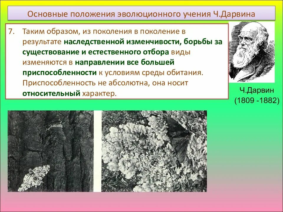 Эволюционное положение. Эволюционное положение