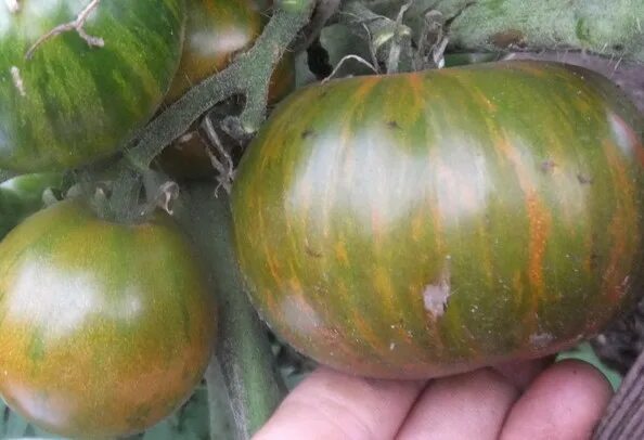 помидоры aftershock. томат сорт гном толчок после землетрясения. томат толчок после землетрясения. томат гном толчок после землетрясения. томат гном rebella.