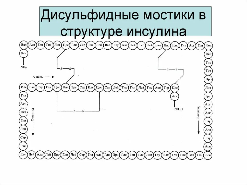 Образование дисульфидных связей в белке. Инсулиновая цепочка дисульфидные мостики. Дисульфидный мостик структура белка. Третичная структура белка дисульфидные мостики. Схема образования дисульфидного мостика.