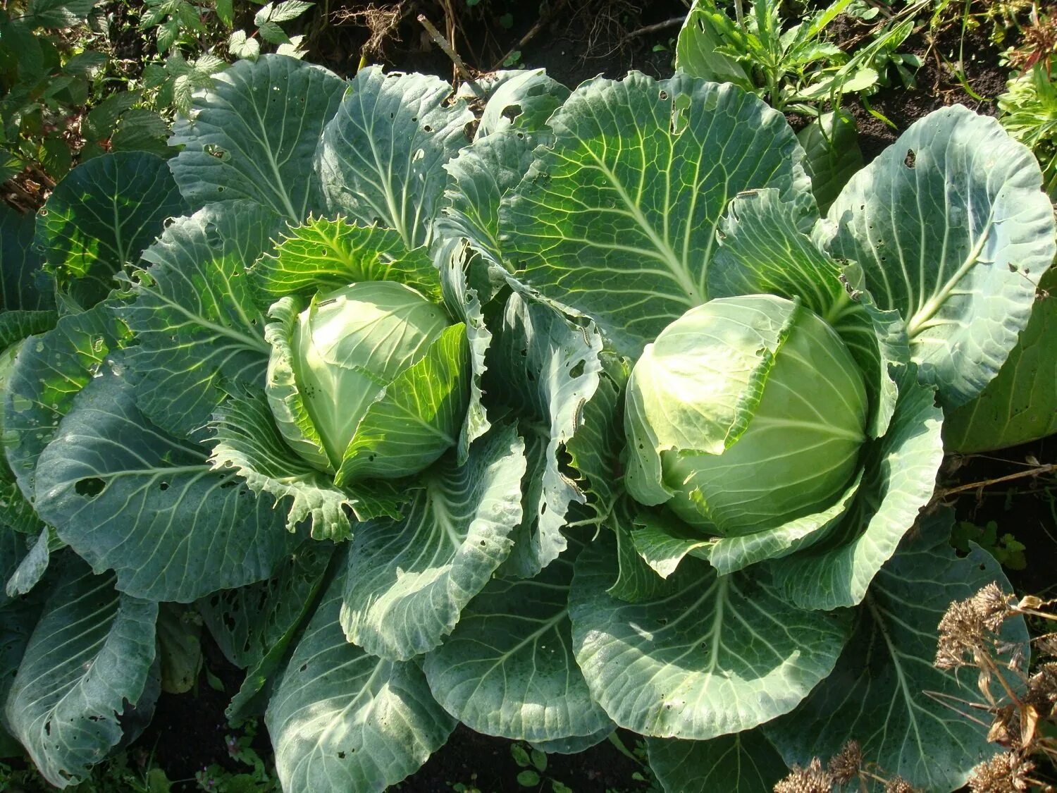 Капуста белокочанная сорт слава. Капуста белокочанная ранняя. Капуста белокочанная дитмаршер фрюер. Капуста бильбо f1. Пекинская и брюссельская капуста.