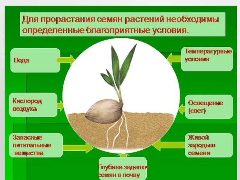 Условия прорастания семян. Условия прорастания растений. Условия влияющие на прорастание семян. Факторы влияющие на прорастание семян.