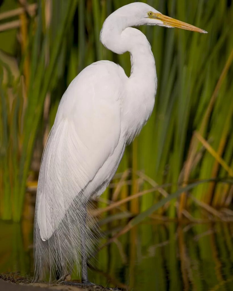 эгрета цапля. эгрета цапля. малая белая цапля. белая хохлатая цапля. большая белая цапля.