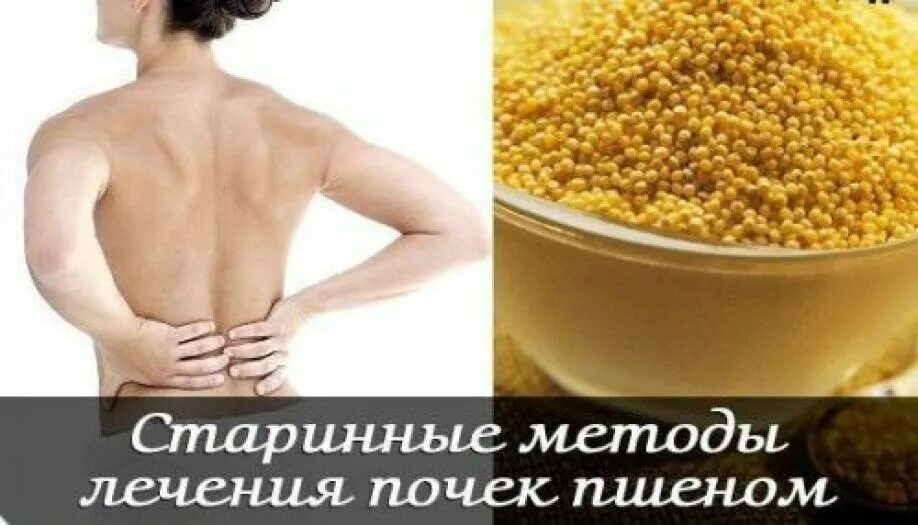 как лечить почки пшеном. как лечить почки пшеном. как лечить почки пшеном. пшено лечит почки. как лечить почки пшеном.