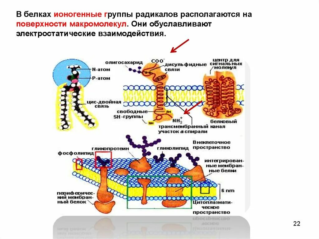 Ионогенные группы белков. Электростатические взаимодействия в белках. Ионогенные группы в белках это. Ионогенные белки. Первая группа белков