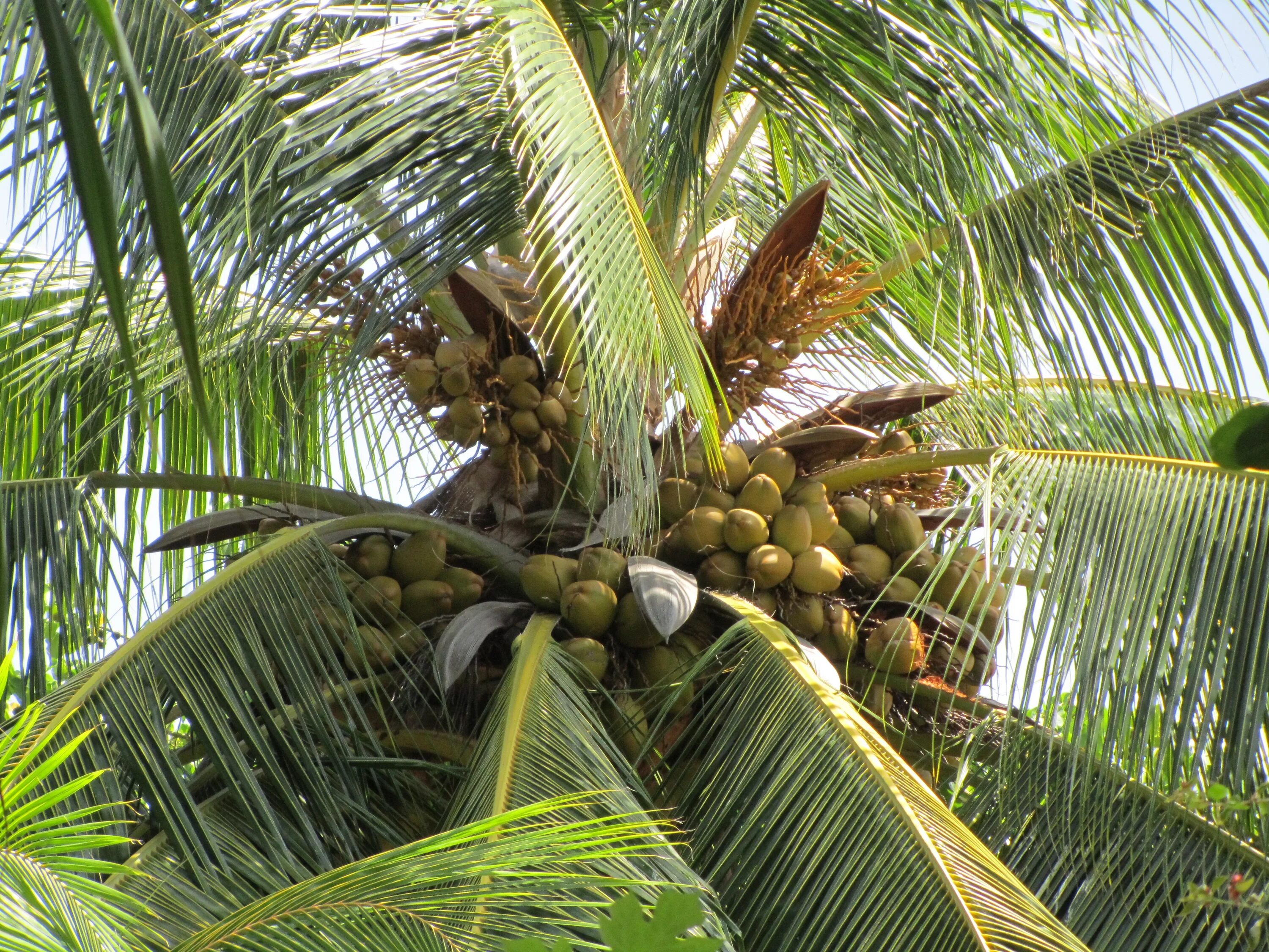 Кокосовая Пальма (Cocos nucifera). Бертамовая Пальма. Финиковая Пальма. Масленичные пальмы в Таиланде.