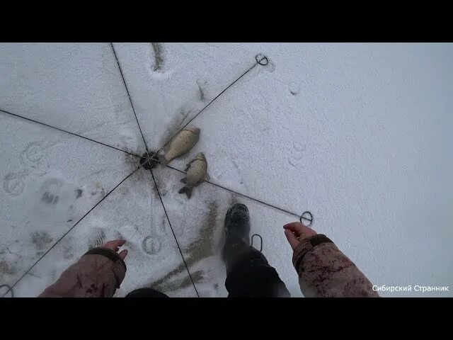 Ловля на хапугу видео. Рыбалка на хапугу Сибирский Странник. Рыболовная снасть хапуга. Хапуга для зимней рыбалки. Паук для зимней рыбалки.