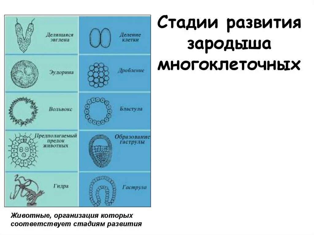 Этапы эволюции многоклеточных. Этапы развития многоклеточных. Основные периоды развития зародыша. Периоды развития многоклеточных животных. Этапы эмбрионального развития.