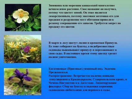 Описать растительный мир