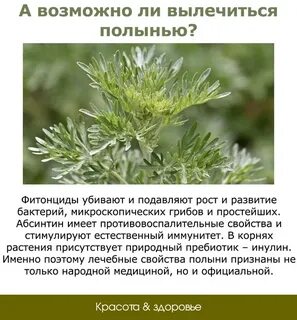 Здоровье полынь