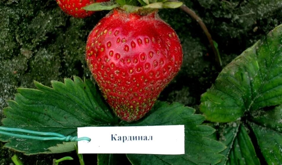 Сорт клубники кардинал. Кардинал клубника описание сорта отзывы садоводов. Кардинал клубника описание сорта отзывы садоводов. Черный кардинал клубника. Кардинал клубника описание сорта отзывы садоводов.