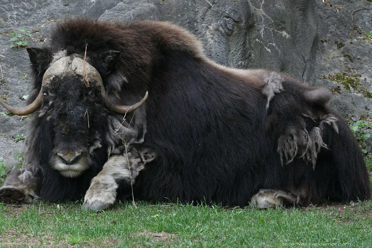 волга овцебык универсал. овцебык в арктике. сет овцебыка. ямальский овцебык. сибирский овцебык.