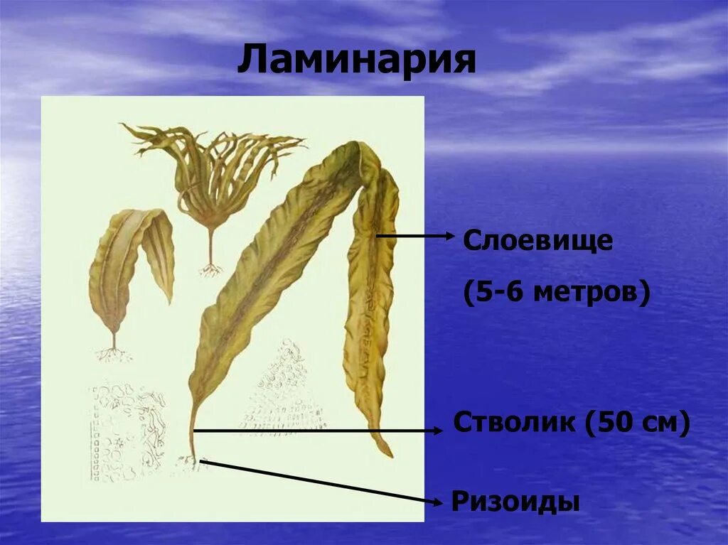 С помощью ризоидов водоросли. Таллом бурых водорослей. Строение водоросли ламинарии. Ламинария сахаристая строение. Слоевище ламинарии биология.